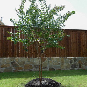 Natchez Crape Myrtle