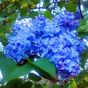 Fotos de flores