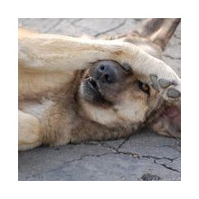 Dogs