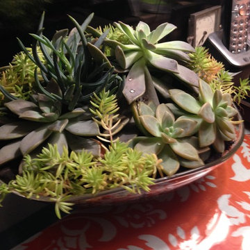 Fairy Gardens, Terrariums & Succulents