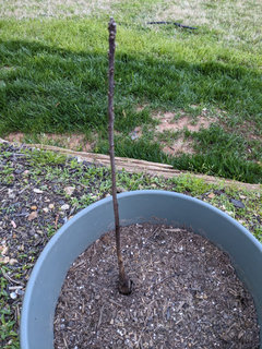 Is my Black Walnut tree dead or dying?