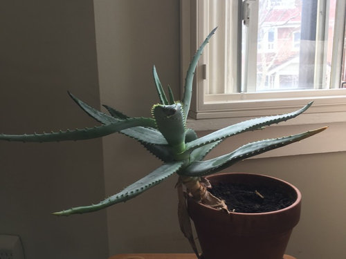 Advice Please Aloe Plant Is Leaning To One Side Of The Pot