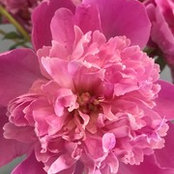 Marcia Sevier's photo