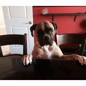 Rex Rexs foto