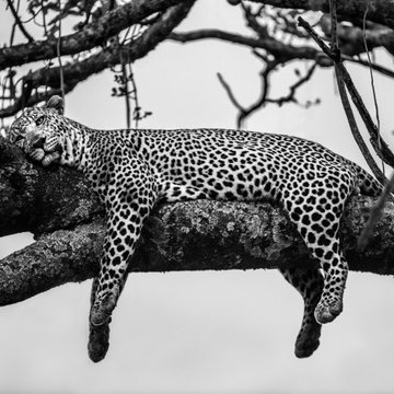 A Leopard's Dream, Maasai Mara, Kenya.