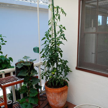 Growing Tomatoes in Containers