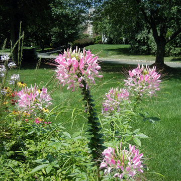 Deer Proof Plants: or are they?