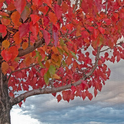 Autumn Tree Study 2 - Artwork