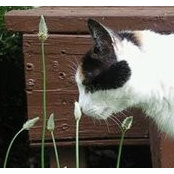 Zillah Katt's photo