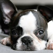 Laurie Adams's photo