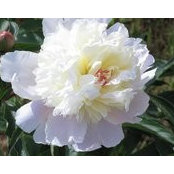 Gail Robicheau's photo