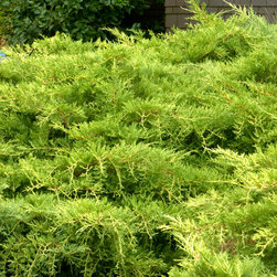 Gold Coast&reg; Juniper - Plants