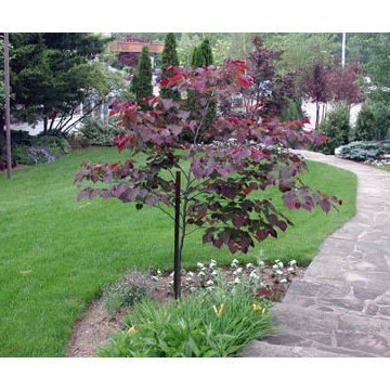 Plants I Really Like