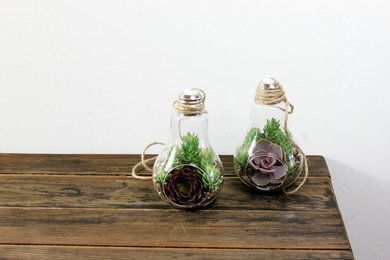 Succulent Terrarium in Upcycled Lightbulb with Echeveria/ Aeonium/ Sedum