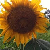Sheila Jones's photo
