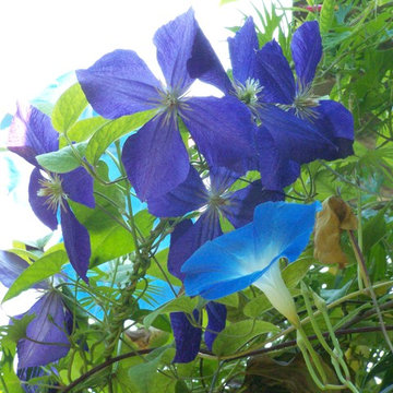 Ipomoea 'Heavenly Blue' e Clematis 'Jackmanii'