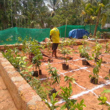 Miyawaki Forest Experts in Kerala | India | Nellickal Nursery | Anish Nellickal