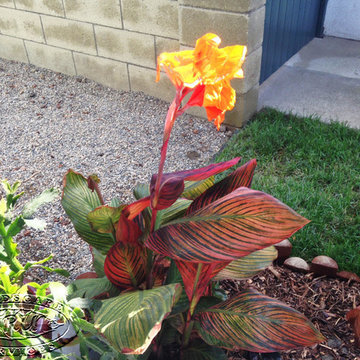 Canna Lily - Tropical Plant