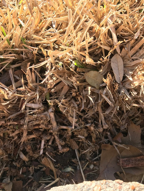 Is my st augustine lawn dead or just dormant?