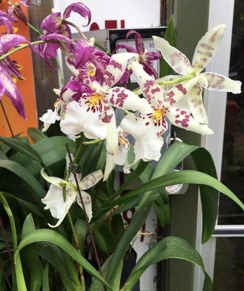Are These Cymbidium Orchids,Tilapia Recipe