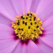Allie Martinez's photo