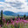 Fireweed Mechanical
