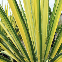 Current Featured Plants - Products