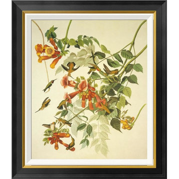 "Ruby-Throated Hummingbird" Framed Canvas Giclee by John James Audubon, 25x28"