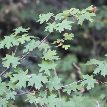 2009.09.12-10.00.52_Acer_grandidentatum