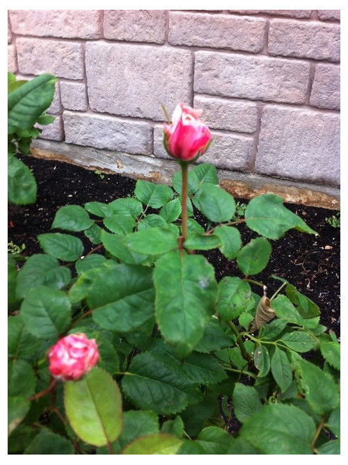 What's your longest or most blooming rose?