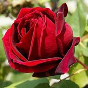 Lila CPereira's photo
