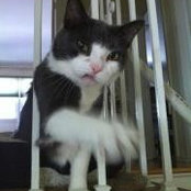 Alicia Gittens's photo