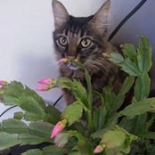 Ruth Presler's photo