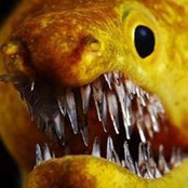 Foto di Arva Larva