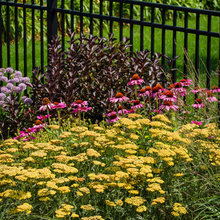 Flowers On Berm