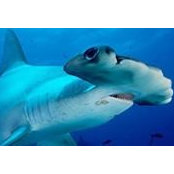 Shannon Mcmaster's photo