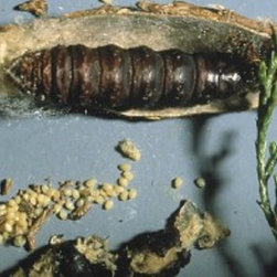 Complete Pest Control Services - Products