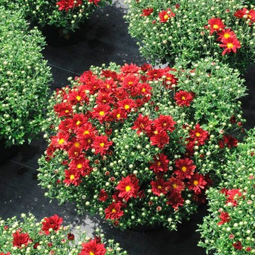 Floral Home Installations