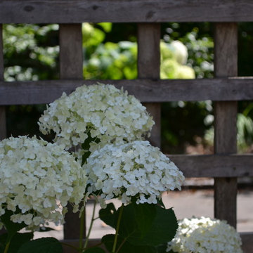 Native Hydrangea