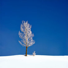 PowMow Art
