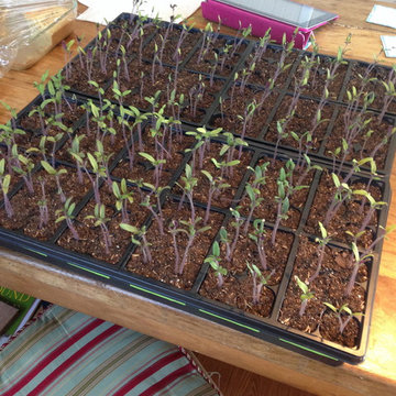 Vegetable & Herb Gardens