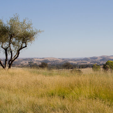Modern Vineyard