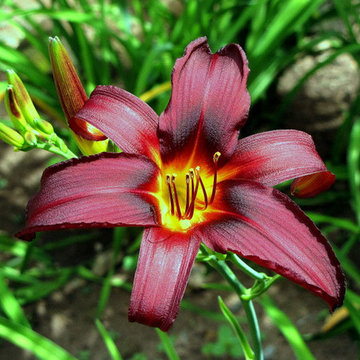 OLGA'S GARDEN, Livingstone - Zambia
