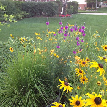 Native Perennial Gardens