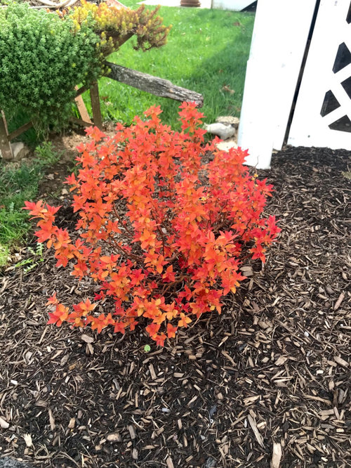candy corn spirea