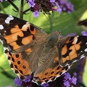 Shannon McNerney's photo
