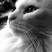 Léa Bouchard's photo