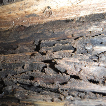 Dry Rot Repair