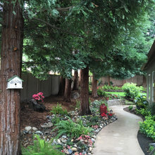 Suburban Redwood Forest