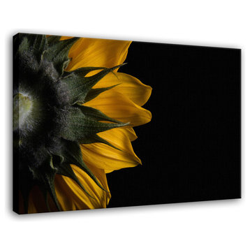 Backside of Sunflower Floral Nature Photo Canvas Wall Art Print, 12" X 16"